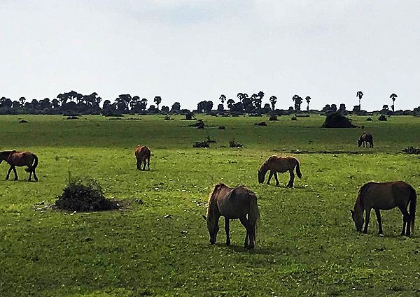 Delft Island