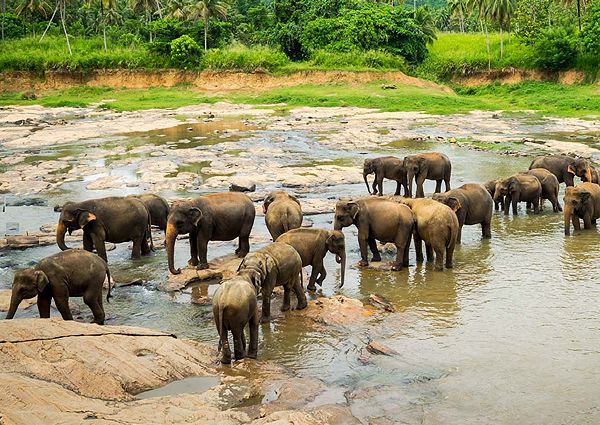 Elephant Orphanage